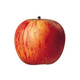 Pomme reine des reinettes