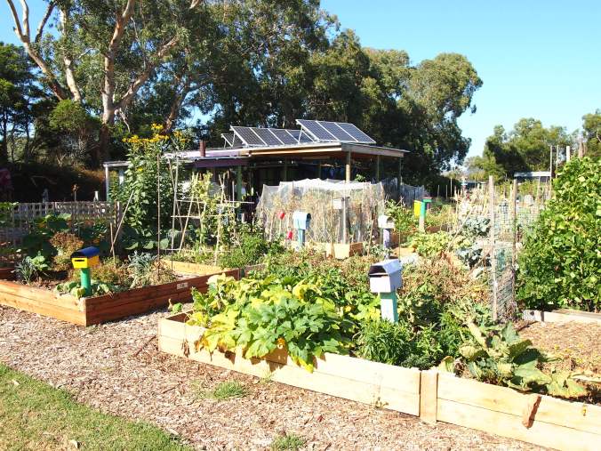 community-gardens-0171