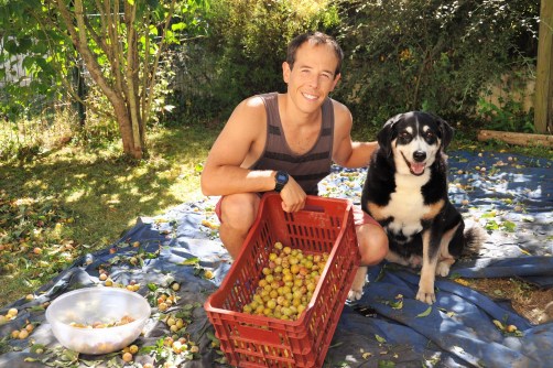 Cueillette mirabelle 2